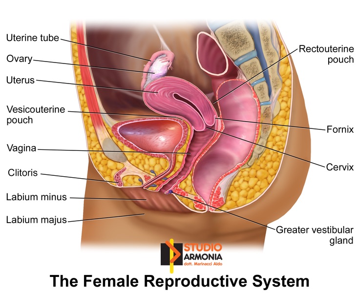 apparato genitale femminile